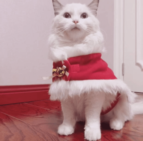 Merry Christmas Pets Beautiful Clothes (Color: Red/White, size: large)
