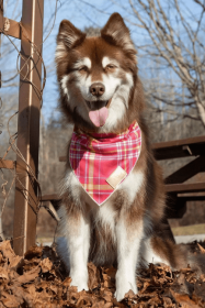 Wine Plaid Dog Bandana (size: XL - 35in x 17in)